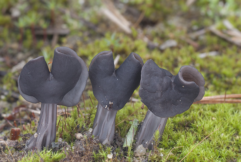 Helvella lacunosa